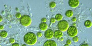 Confirmed—scientists warn that Prochlorococcus, the most abundant marine microbe on the planet and responsible for almost a third of Earth's oxygen, could collapse with ocean warming, according to studies by the University of Washington and the BMJ