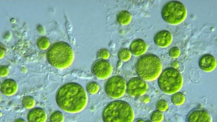 Confirmed—scientists warn that Prochlorococcus, the most abundant marine microbe on the planet and responsible for almost a third of Earth's oxygen, could collapse with ocean warming, according to studies by the University of Washington and the BMJ
