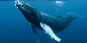 Historic encounter in the Atlantic—the majestic blue whale surprises biologists and tourists after two decades without being seen off the coast of Massachusetts