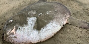 Incredible discovery in California—swimmers are shocked to find a giant Mola tecta sunfish with an enormous eye on the sand at Doran Beach