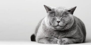 The ultimate trick to make your cat love you more—a simple slow blink can completely change your relationship with your feline, according to science