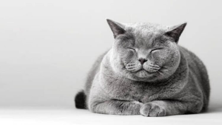 The ultimate trick to make your cat love you more—a simple slow blink can completely change your relationship with your feline, according to science