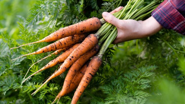 Confirmed by science—eating carrots daily helps cleanse the body of toxins, improve digestion, and prevent cataracts thanks to their antioxidants and vitamins