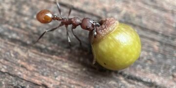 He was only 8 years old when he was playing in a forest, and what seemed like a simple game ended up being a scientific discovery that forever changed what we knew about trees, wasps, and ants