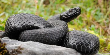 Confirmed—a snake unique in the world, with black eyes and dark skin, discovered on Misima Island