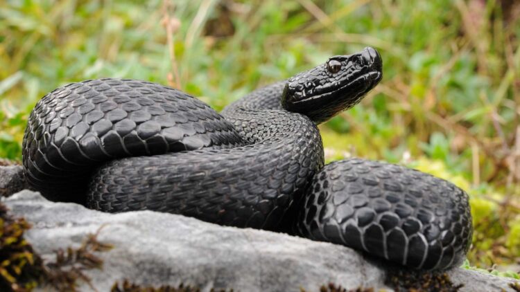 Confirmed—a snake unique in the world, with black eyes and dark skin, discovered on Misima Island 1 Confirmed—a snake unique in the world, with black eyes and dark skin, discovered on Misima Island