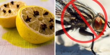 Viral trick—mix lemon with baking soda and say goodbye to bad odors and cockroaches