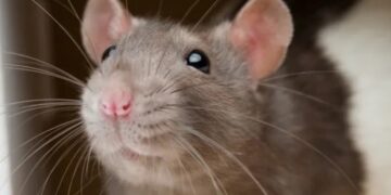 From New York to London—rat infestations are reaching historic levels with a 300% to 400% increase, and scientists warn that they could dominate cities in the future