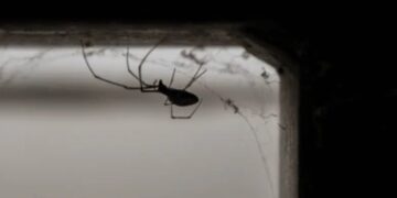 Goodbye to spiders—September and October are the months when there are most spiders in the house, and the real reason is not an invasion but mating season