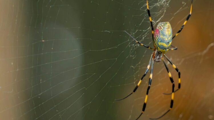 Confirmed—the Asian Joro spider is here to stay in Tennessee and other states, and experts warn that it will continue to spread