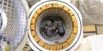 Confirmed—Russia recovers its “Noah's Ark” satellite with 75 mice, 1,000 flies, and fungi after a month in space—and scientists can't believe what they saw when they opened it