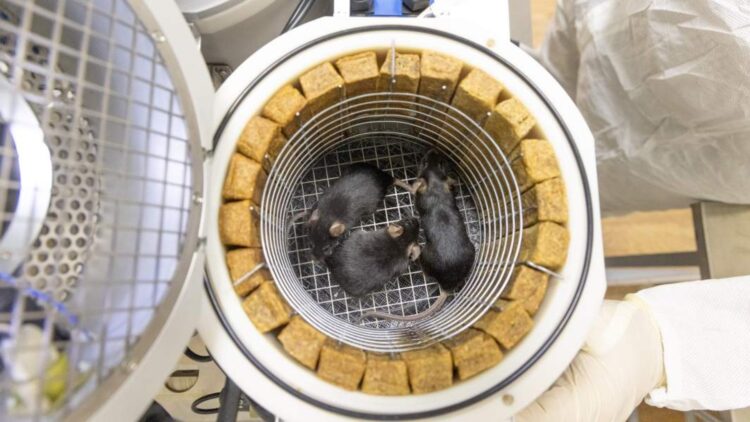 Confirmed—Russia recovers its “Noah's Ark” satellite with 75 mice, 1,000 flies, and fungi after a month in space—and scientists can't believe what they saw when they opened it