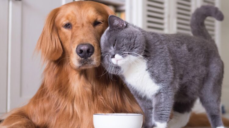 Sam's Club and Member's Mark involved in a multi-million dollar settlement for pet food contaminated with salmonella—check if you are on the list and how much you can claim