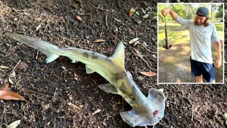 What a disc golfer found in South Carolina left everyone speechless—a hammerhead shark in the woods