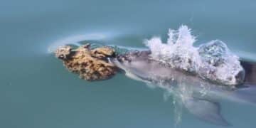 Scientists discover that humpback dolphins use “sponge wigs” to court—a gesture as sweet as it is clever