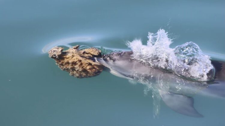 Scientists discover that humpback dolphins use “sponge wigs” to court—a gesture as sweet as it is clever 1 Scientists discover that humpback dolphins use “sponge wigs” to court—a gesture as sweet as it is clever