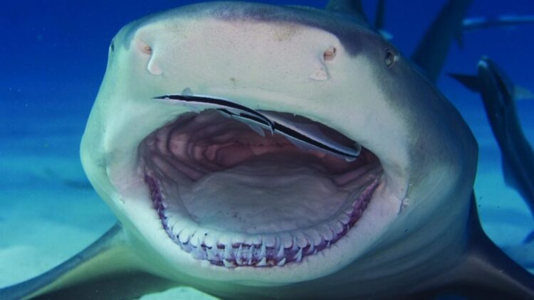 Confirmed—sharks could lose their greatest weapon—their teeth are deteriorating due to chemical changes in the sea