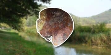 Confirmed—human remains found in an Indiana river are over 4,000 years old and baffle scientists