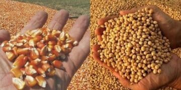 Confirmed—global warming threatens to wipe out the U.S. “corn belt” and plunge global production