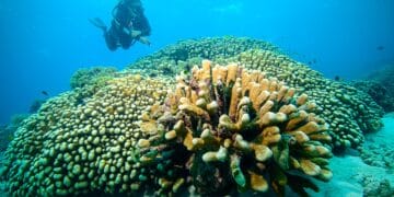 National Geographic confirms the largest single coral ever seen—34 meters wide and in perfect health