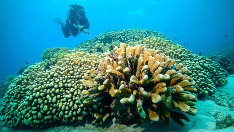 National Geographic confirms the largest single coral ever seen—34 meters wide and in perfect health