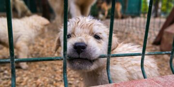 Goodbye to buying pets in stores in the United States—new state law prohibits the sale of dogs and cats and marks a historic shift