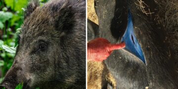 Neither mutation nor natural phenomenon—California on alert after finding neon blue fat from rodenticides in Monterey County