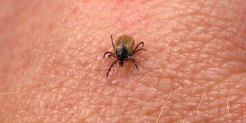 Bad news for dog owners—newly discovered bacteria casts doubt on safety of tick bites—here are the precautions you should take