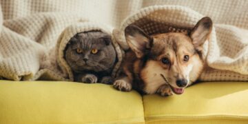 Confirmed by the Internal Revenue Service—owning a dog, cat, or other animals may reduce your taxes in 2026 in the United States