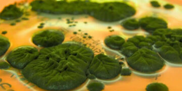 Researchers confirm that a fungus in Chernobyl could use radiation as an energy source, changing everything we knew