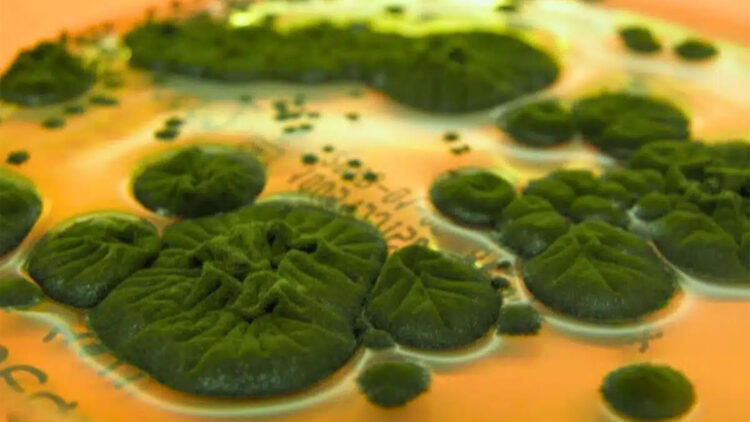 Researchers confirm that a fungus in Chernobyl could use radiation as an energy source, changing everything we knew 1 Researchers confirm that a fungus in Chernobyl could use radiation as an energy source, changing everything we knew